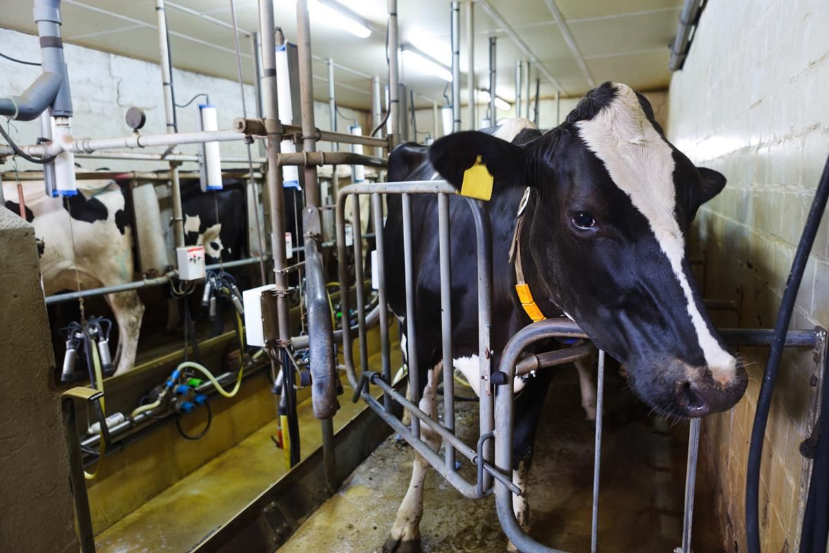 Calls for mandatory milk supply cuts, if voluntary measures don't work
