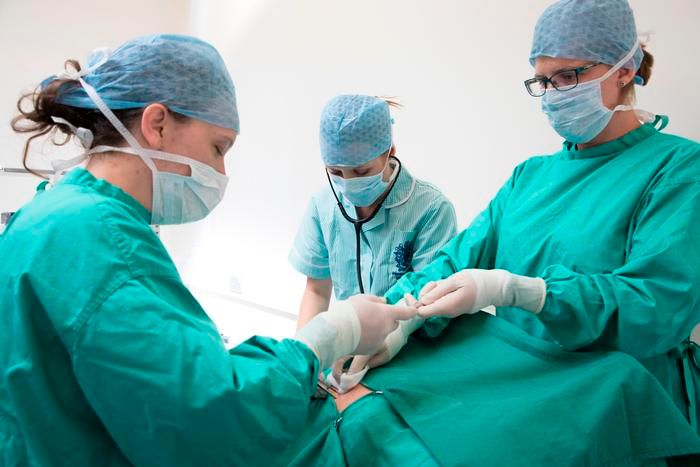 Applications open for new veterinary pathway at Harper Adams