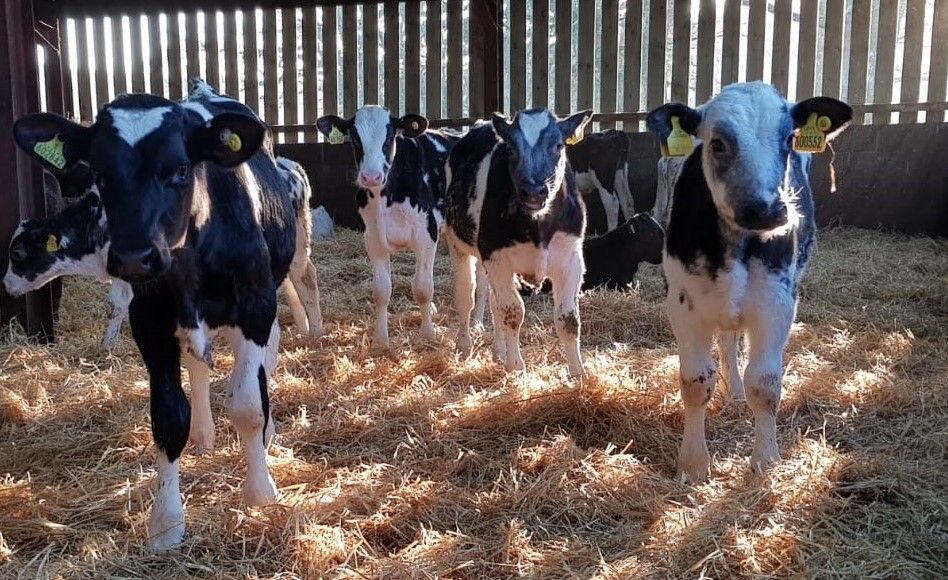 Morrisons opens up beef supply chain to Arla 360 farmers