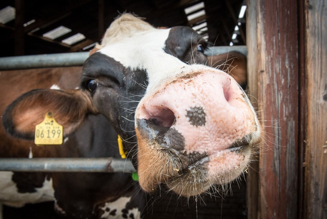 Bluetongue update as farmers are urged to stay vigilant