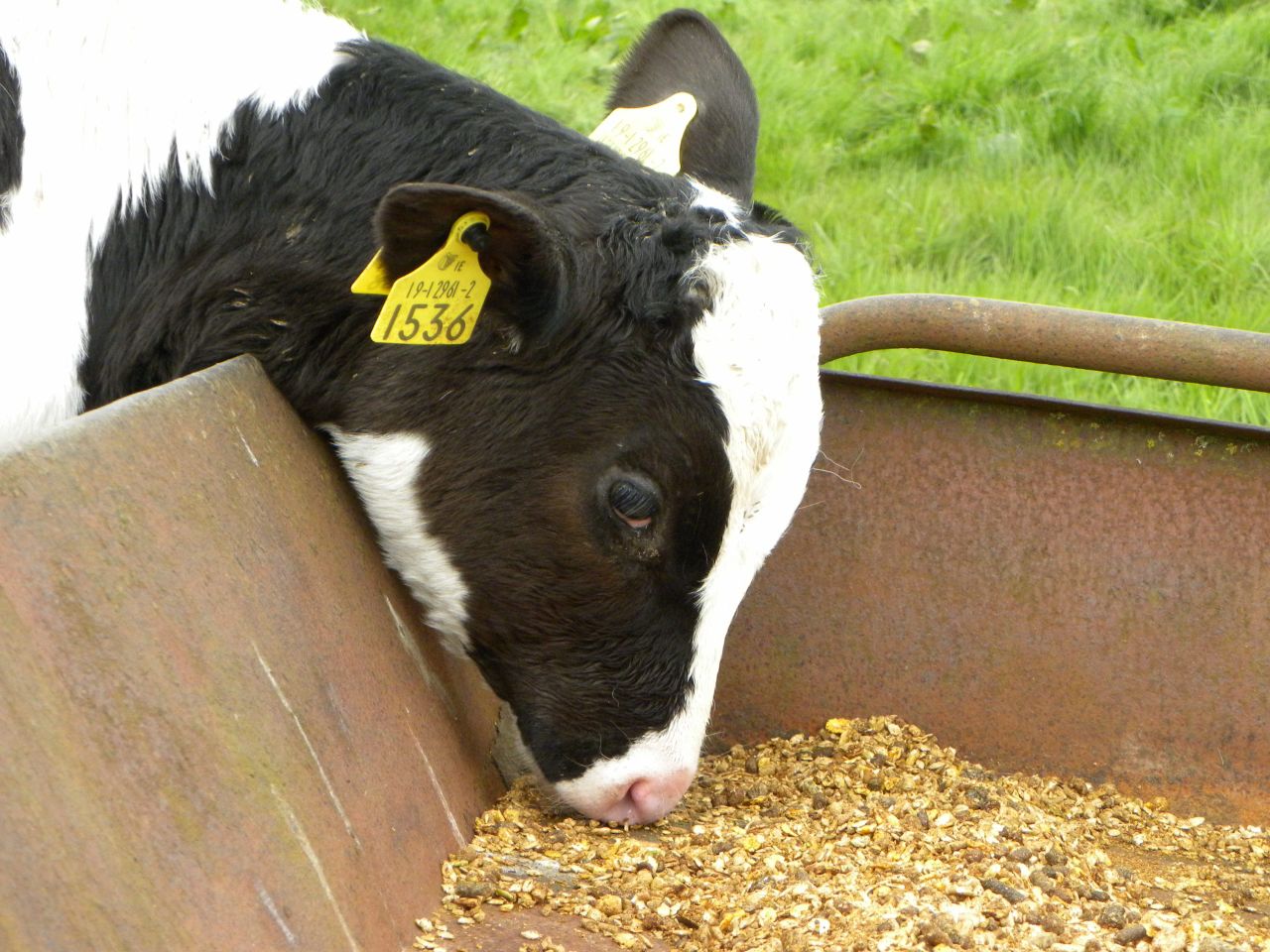 Reduction in the maximum content of copper in animal feed recommended