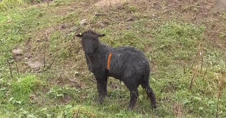 Father and son jailed for 'shocking' animal cruelty on Cornwall farm