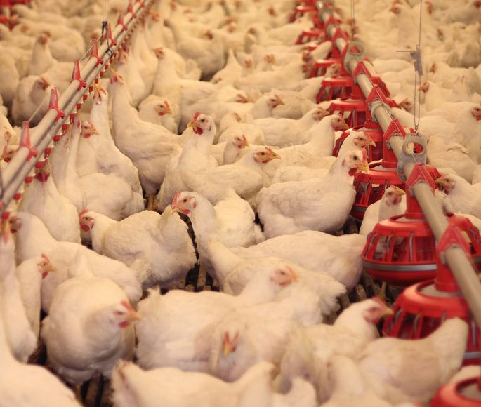 Northern Ireland a hotspot for poultry mega farms
