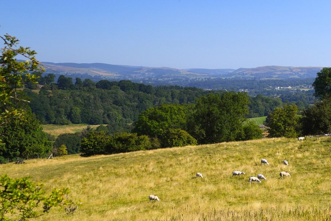 Welsh farmers recruited for new sustainable breeding project