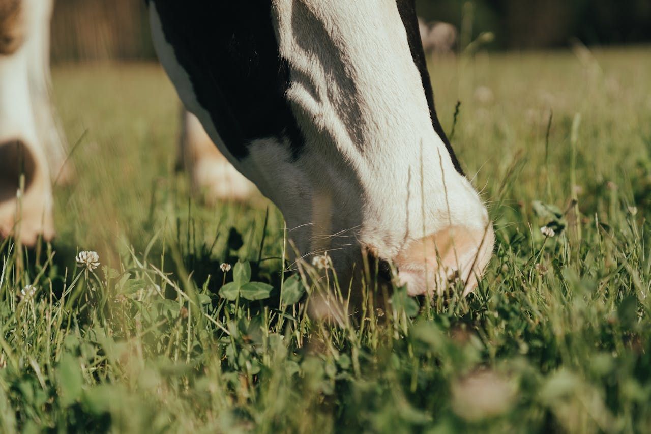 Bluetongue: DAERA warns NI farmers to source animals responsibly