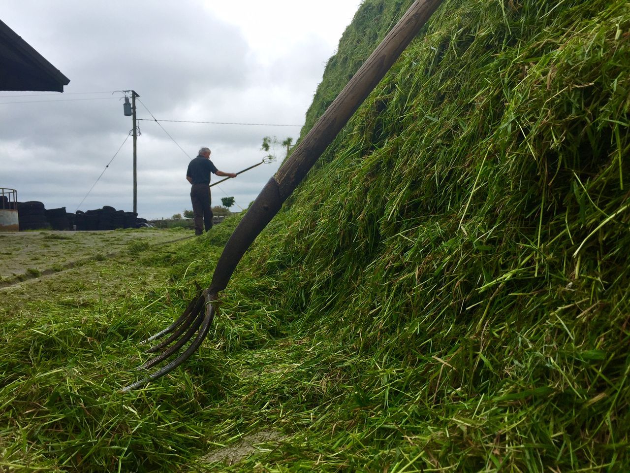 Find out how to make more from forage at this year's Livestock Event