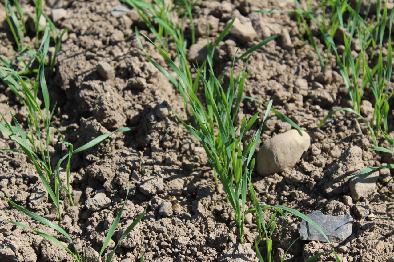 NI farmers report strong plant counts in spring cereal crops