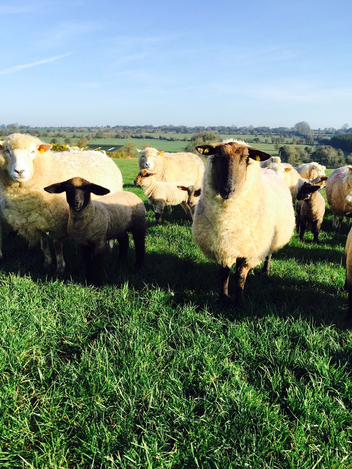 Who knew, but sheep prefer to move anti-clockwise!
