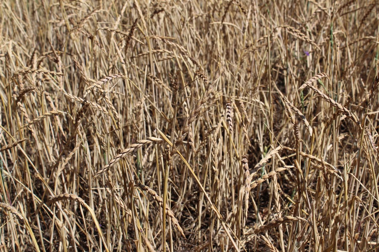 Tillage: Fancy growing a crop of spelt?