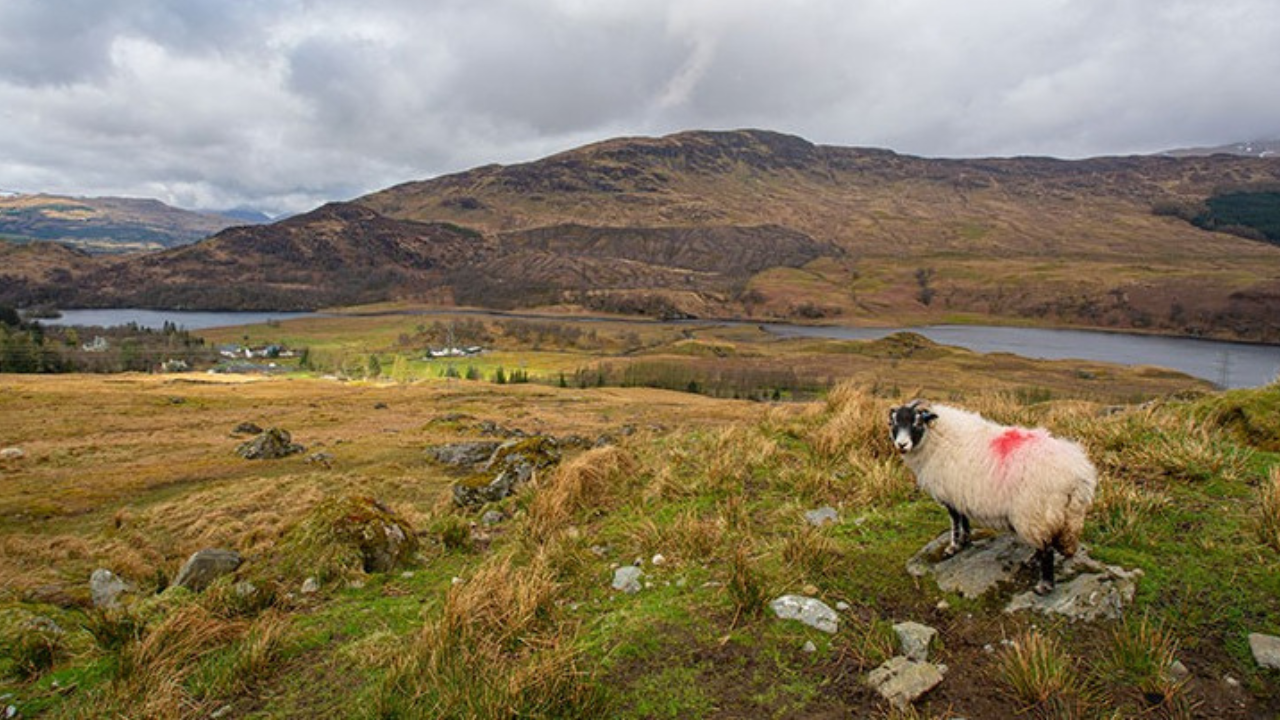 Police Scotland conduct investigations into two dog attacks
