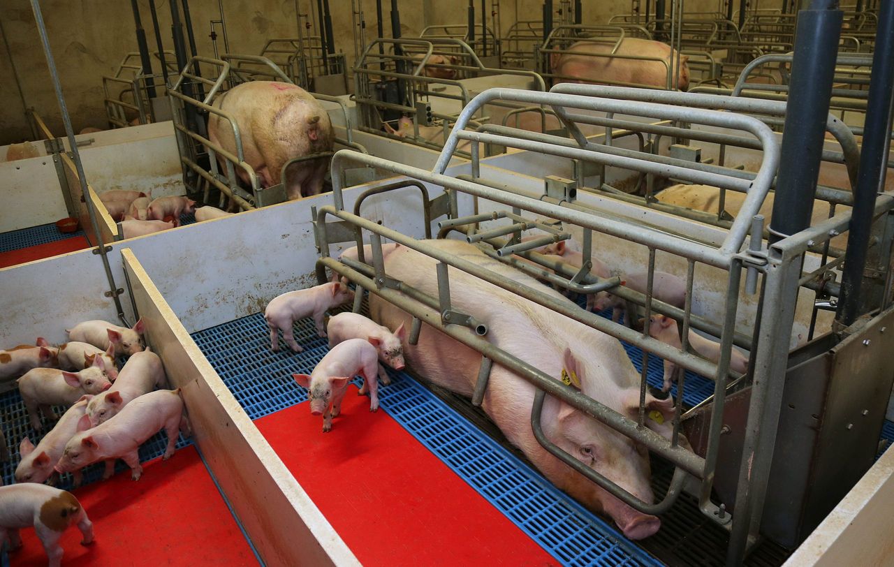 Russia plans 1.2m head pig farm to supply Chinese market