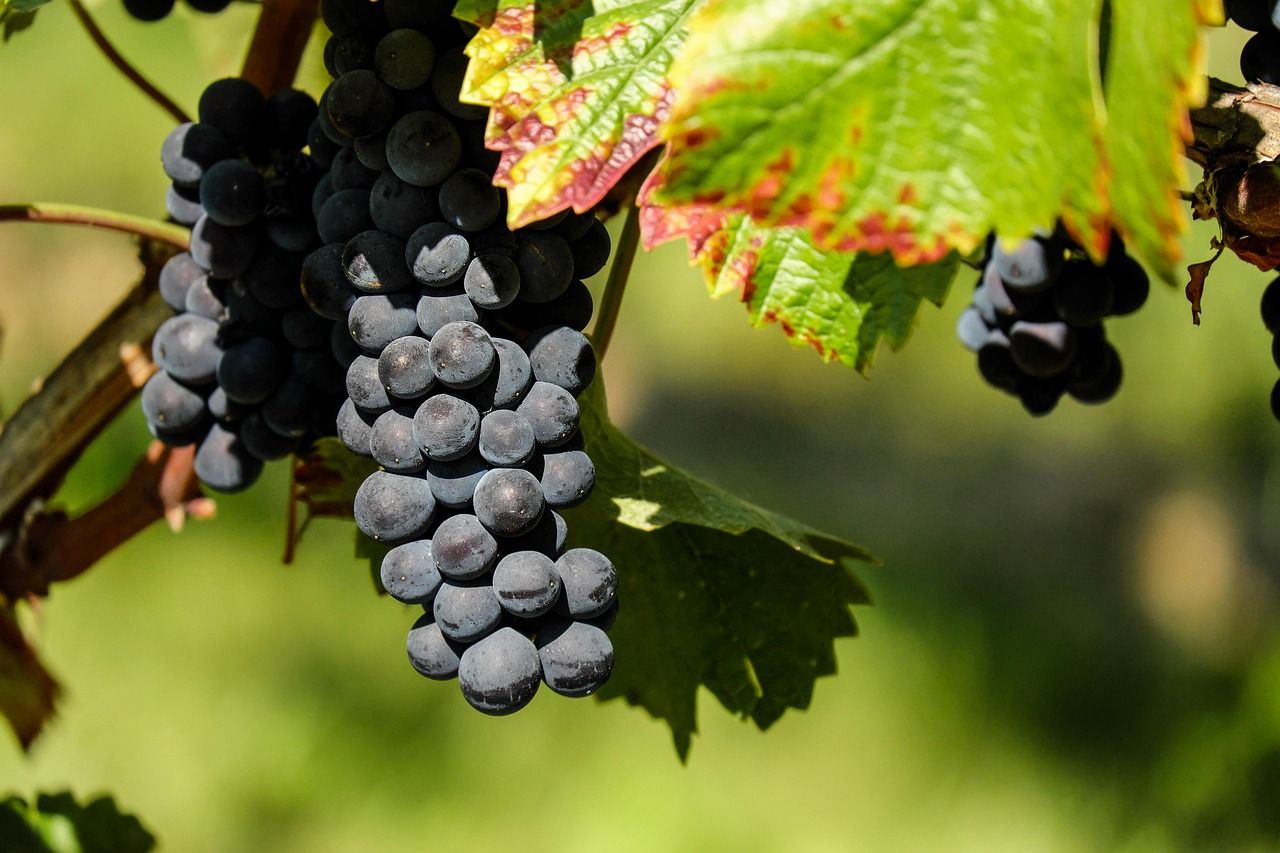 Vineyards can act as firebreaks as wildfire risks increase across Europe