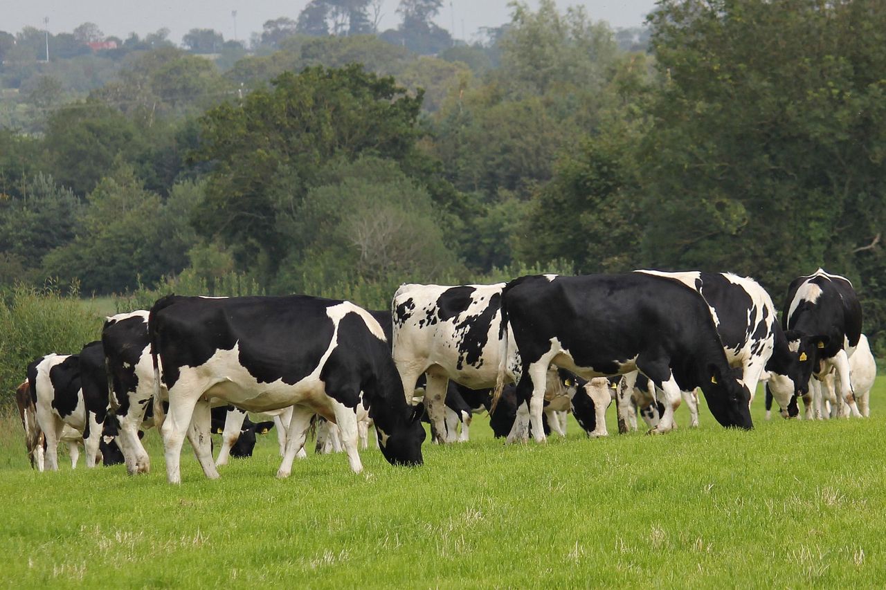 Dairy farmers offered ‘free trip to learn heifer-raising techniques’