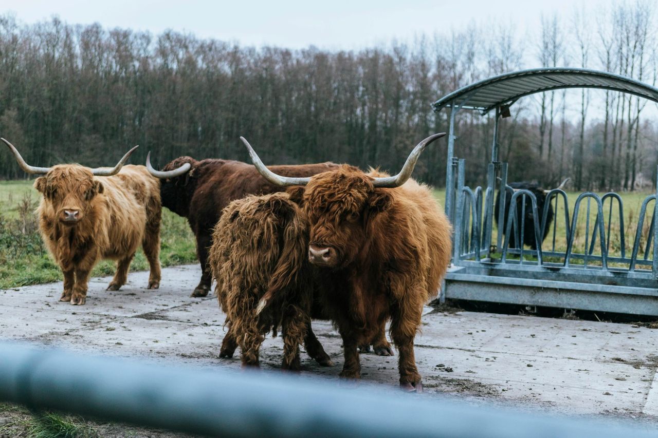 Scottish budget gives ‘some security’ for future of farming – NFUS