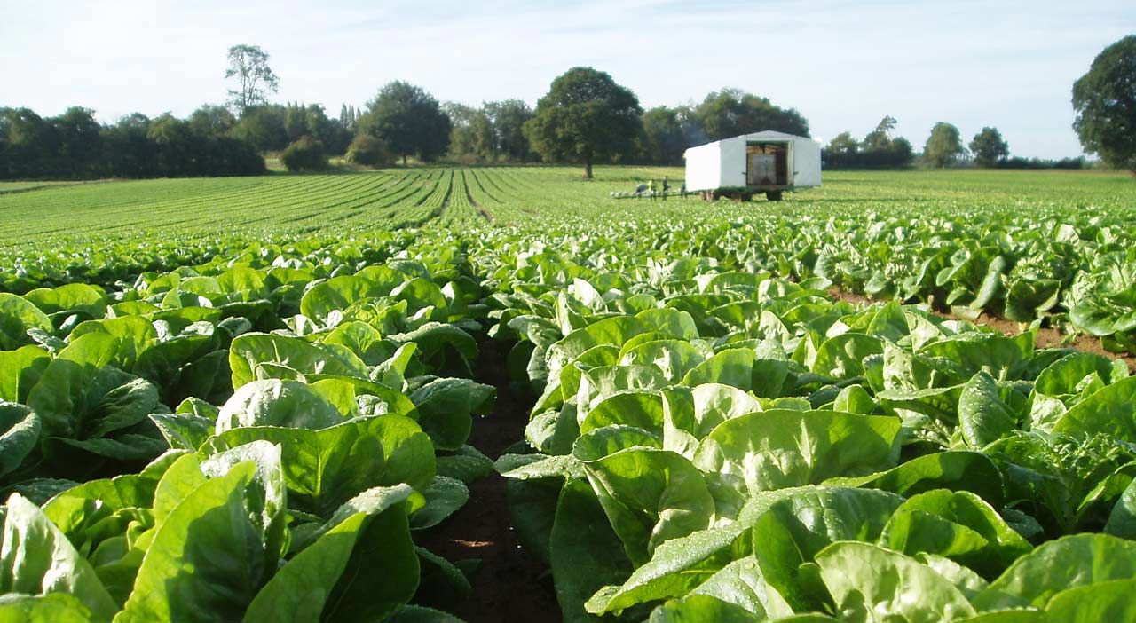 Seasonal Worker Scheme updated to support horticulture workforce