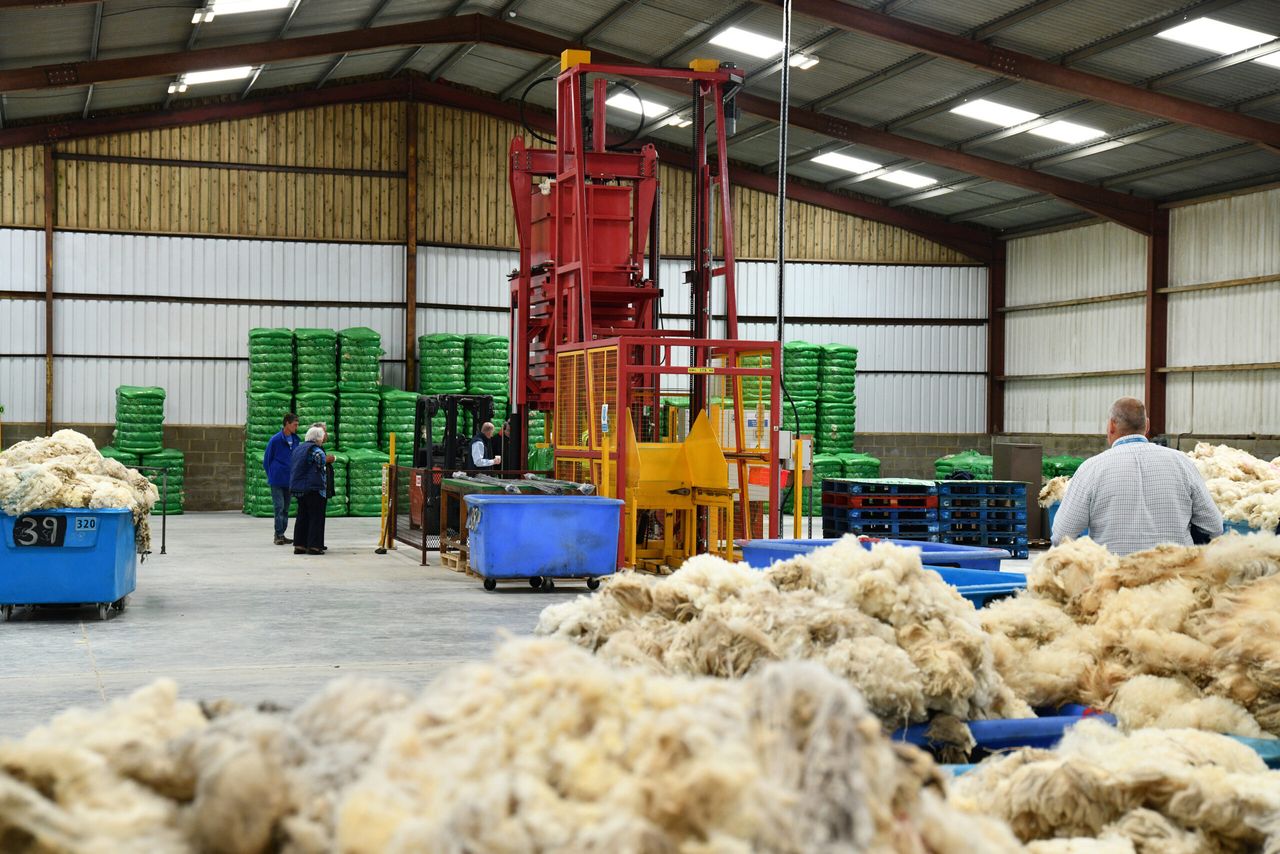 British Wool to pay all producers who made a delivery to a depot in 2020