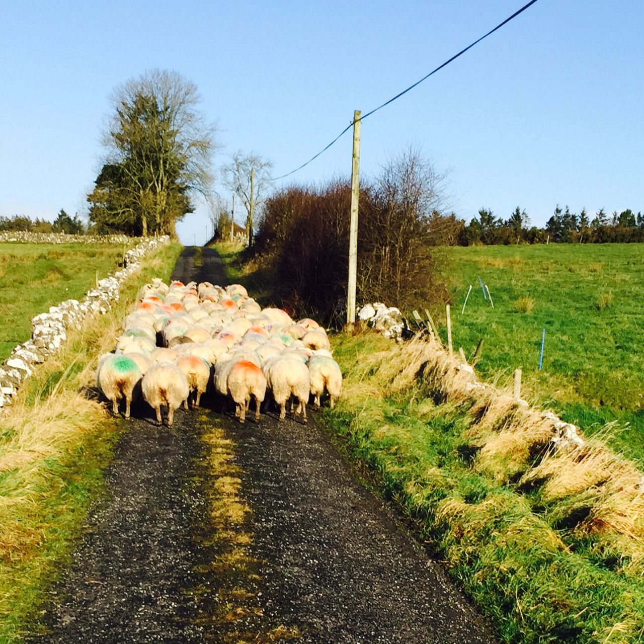 Sheep farmers on worm red alert as wet and warm weather persist