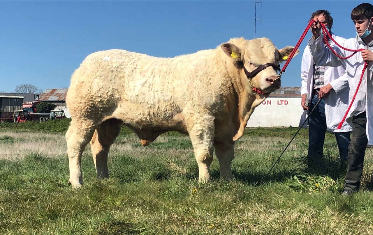 €8,000 tops sale of Charolais bulls in Tullamore, Rep. of Ireland