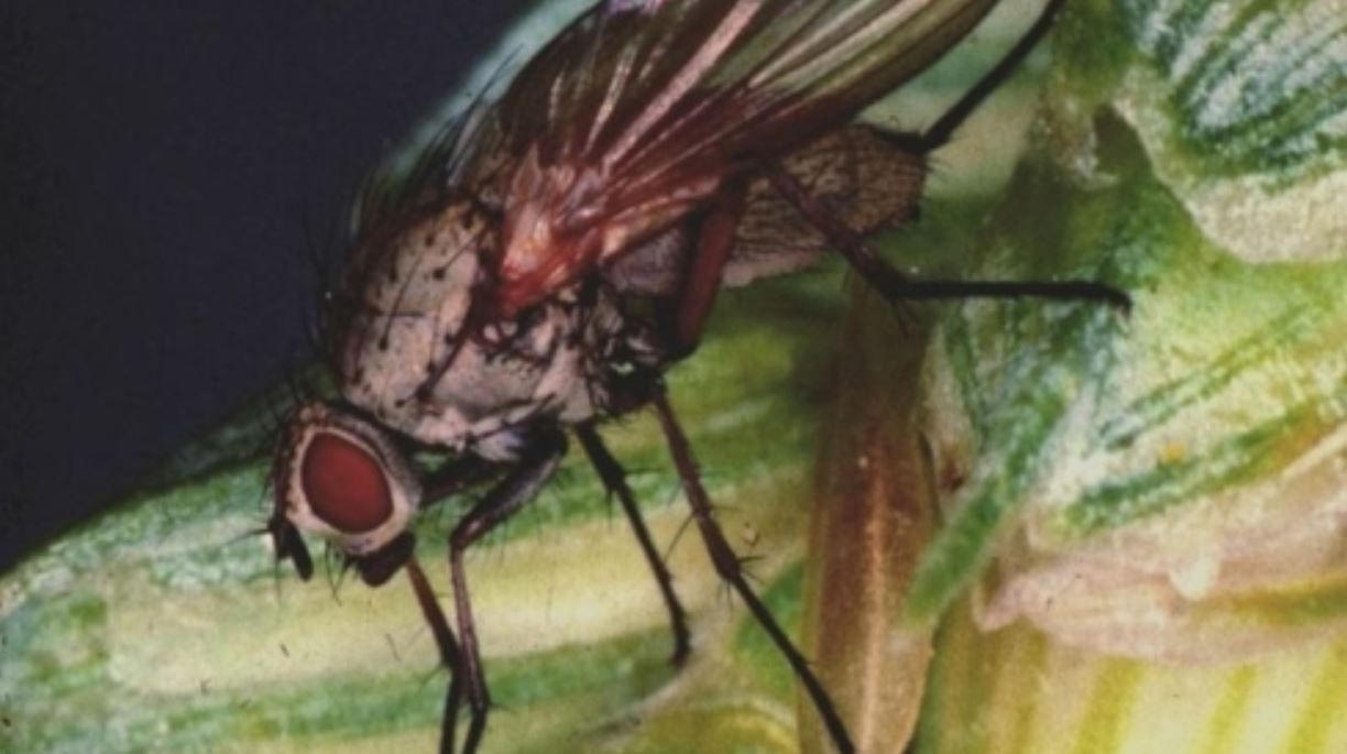 2018 one of the lowest risk years for wheat bulb fly recorded