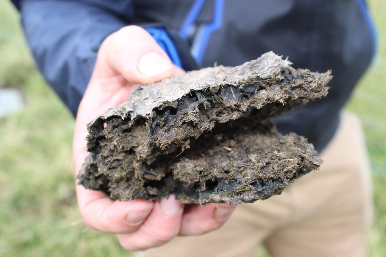 Dung beetles are a farmer’s best friend