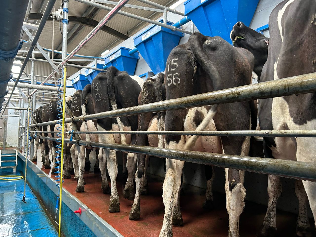 How to control summer mastitis within your herd