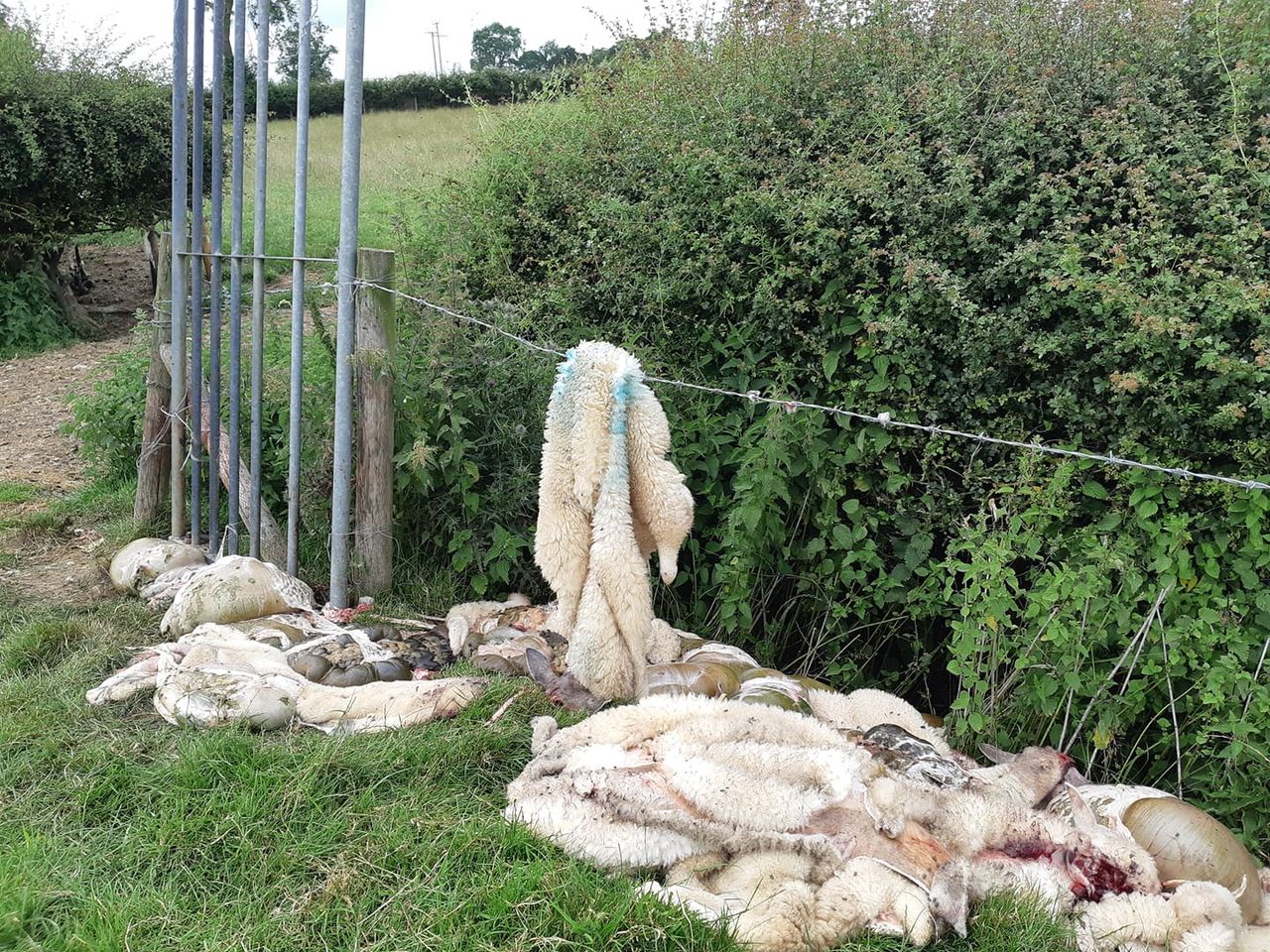 More than 700 sheep illegally butchered in England since February