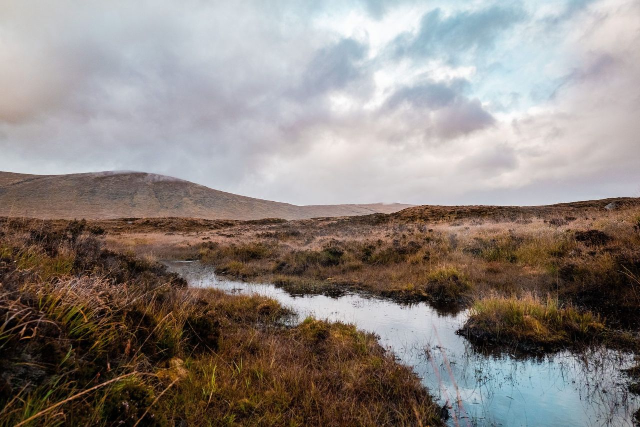 Peatland viruses playing ‘active role’ in ecosystem health – research