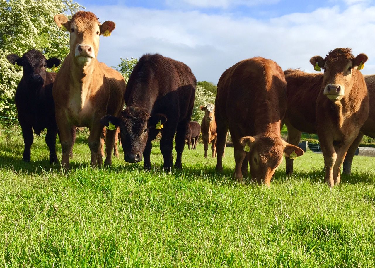 EU beef production expected to increase by 2% in 2016 - European Commission