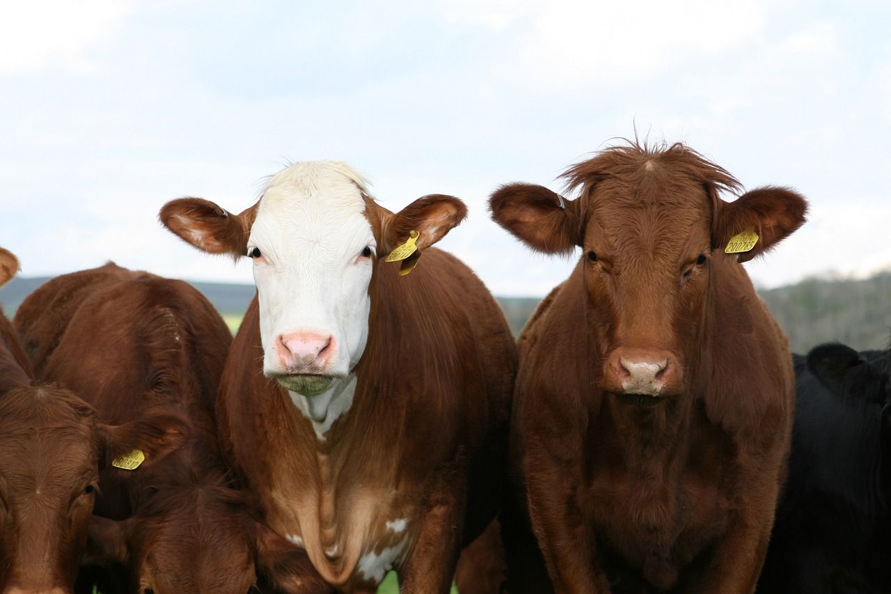 New guidance for assessing global impact of animal diseases
