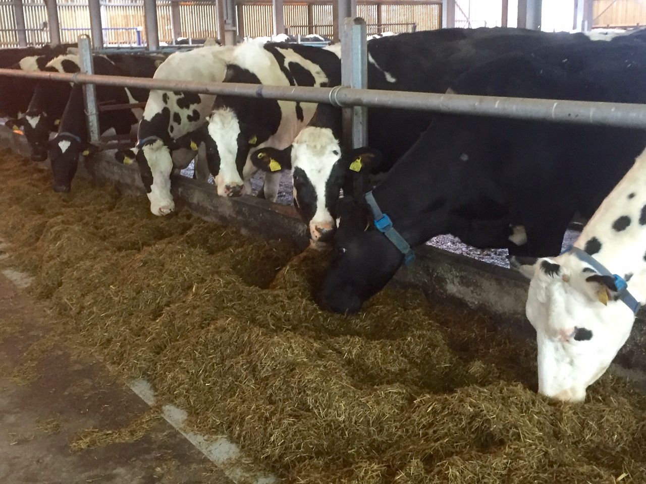 UK dairy margins continue to fall and the worst has yet to come