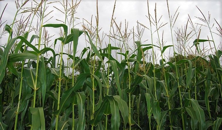 7 first-choice newcomers on Forage Maize and Biogas Maize Descriptive Lists