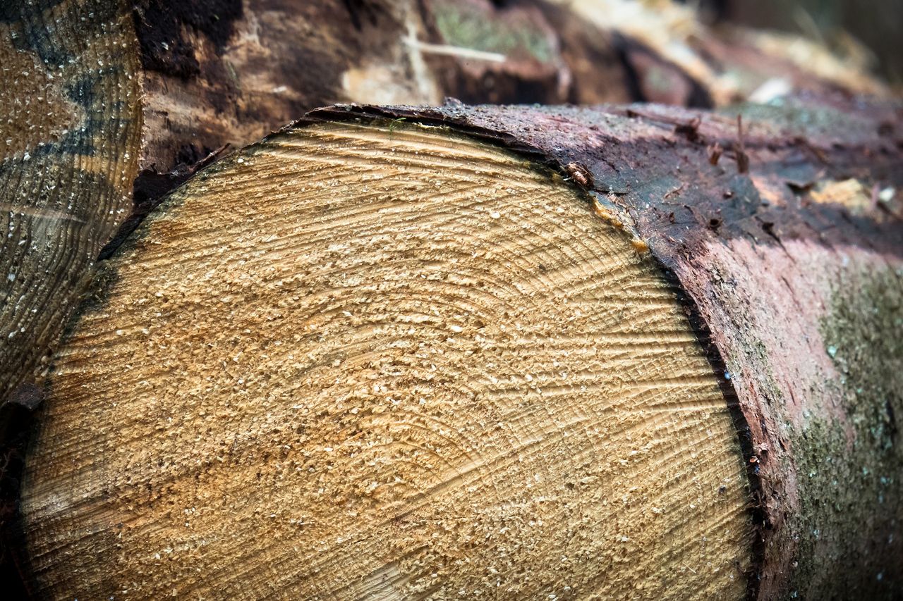 Forestry and timber markets face new challenges over the coming years – report