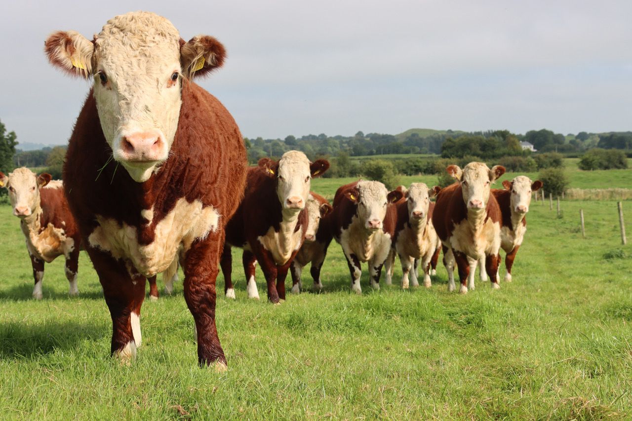 Overall decrease recorded in use of antimicrobials – WOAH