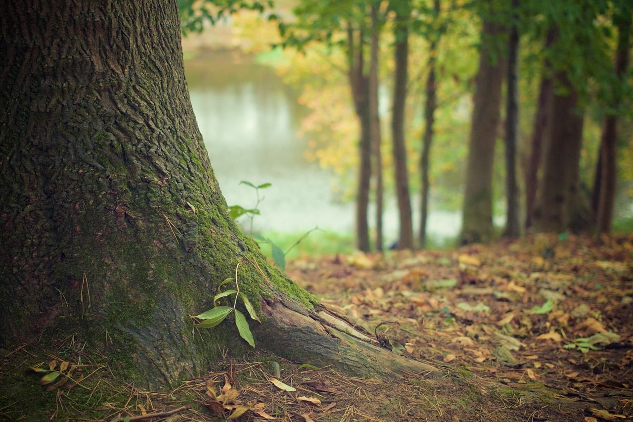 20m trees to be planted by 2050 in new national forest