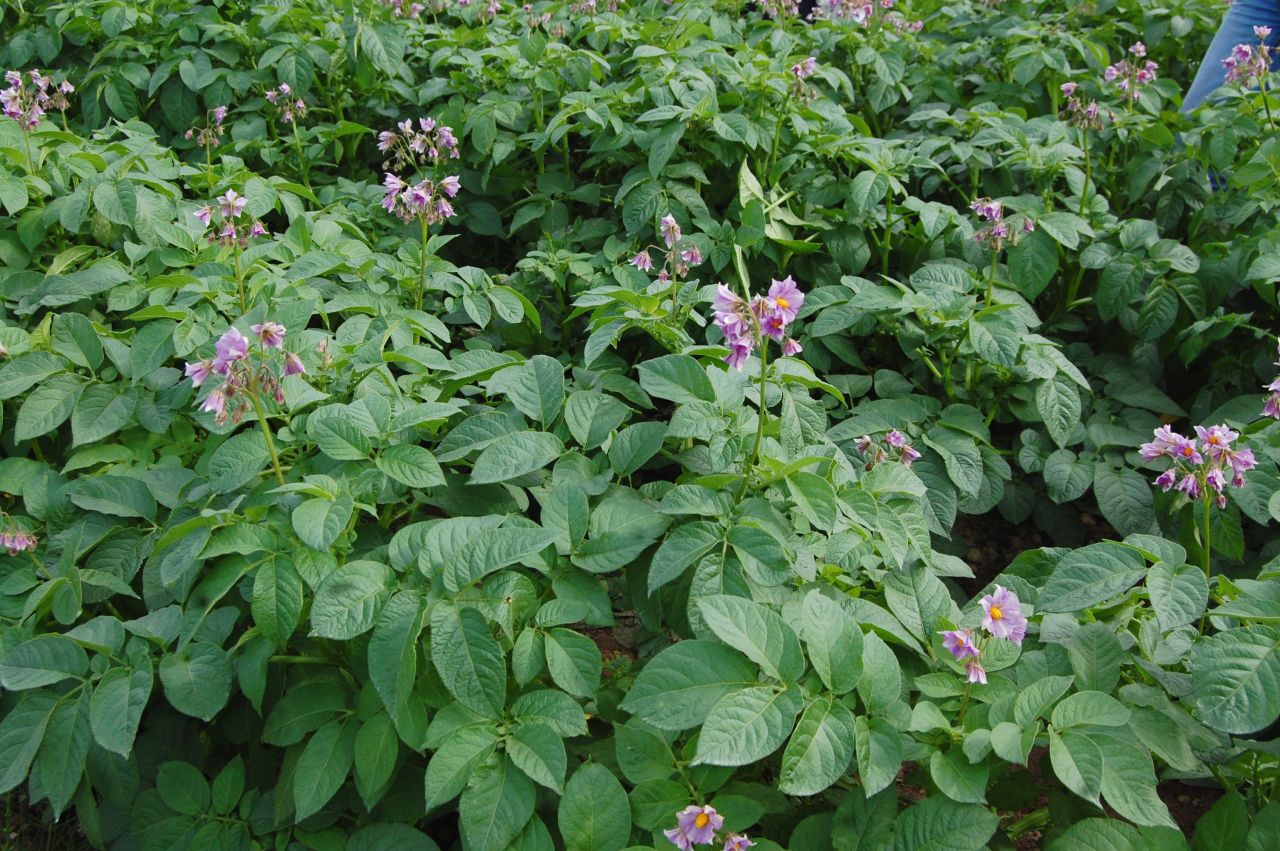 ‘Meaningful rainfall’ needed to get main crop potatoes back on track