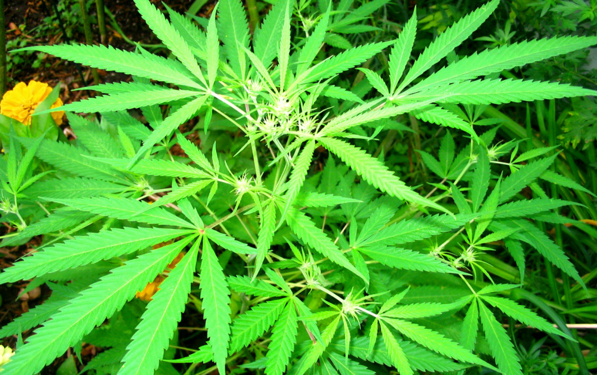Hemp production programme established in the US