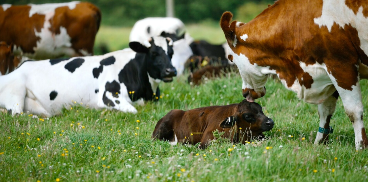 Cow-with-calf initiative shows how things can be done differently