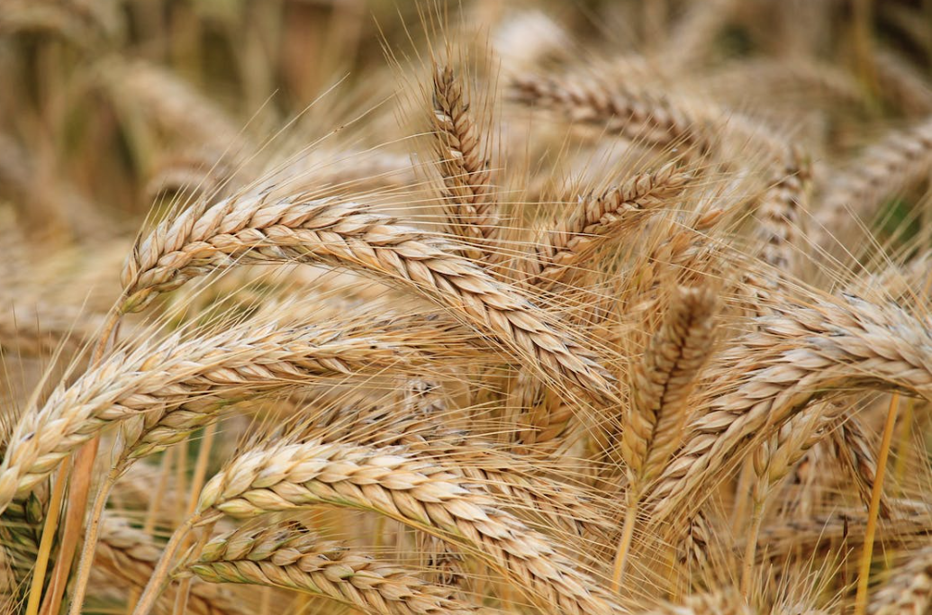 AHDB strategic cereal farm results webinar to focus on data use