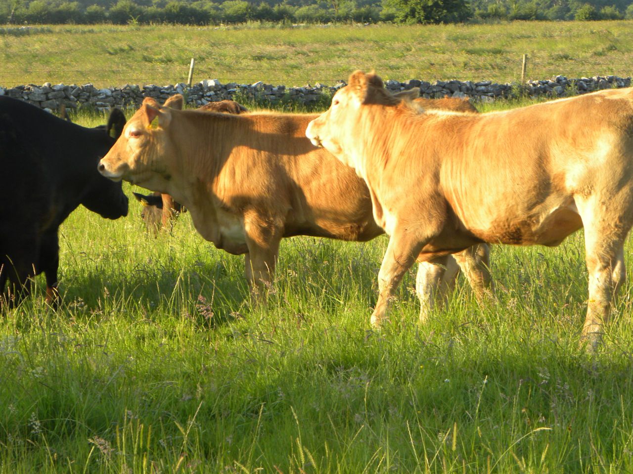 'The cow charged me, knocked me unconscious and trampled me'