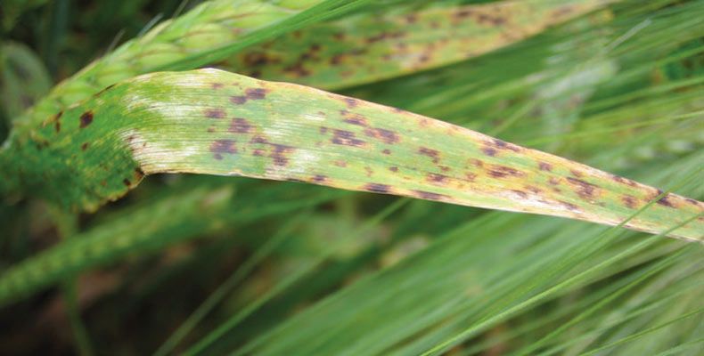 Ramularia research results see forecast service suspended