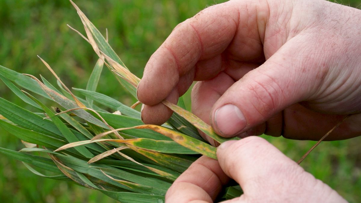 Rust monitoring: 'We need farmers to play their part' - AHDB
