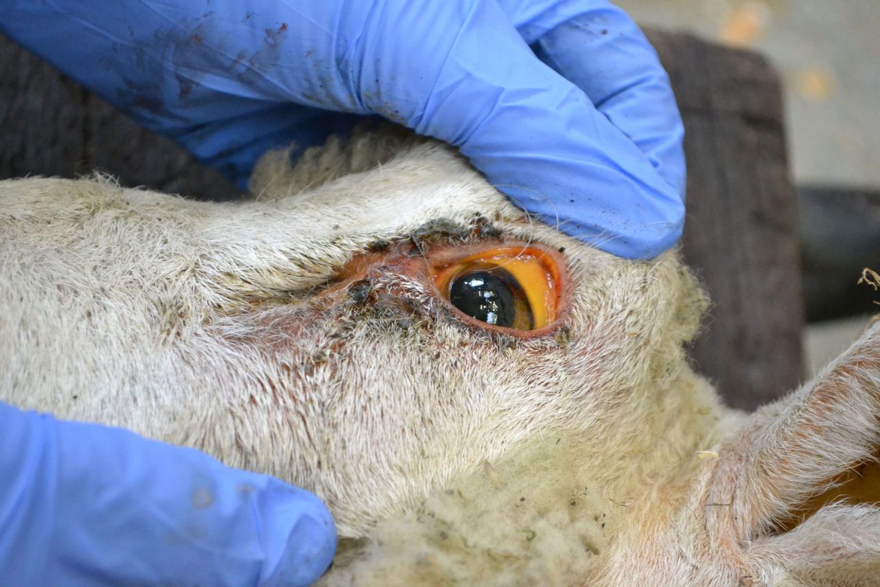 Why sheep are vulnerable to copper poisoning and what breeds are most at risk