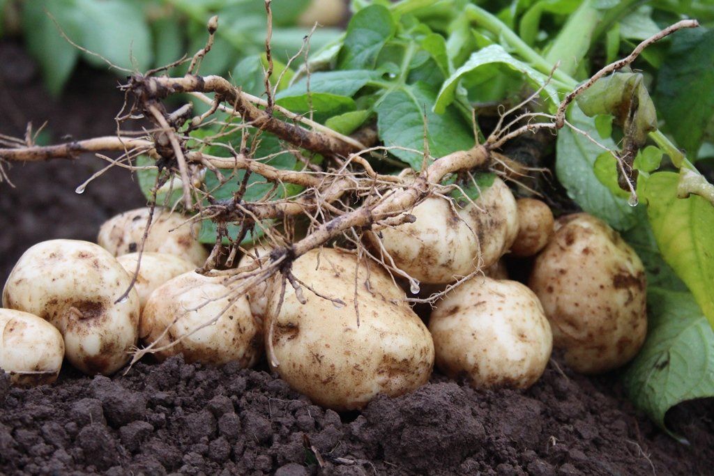Future of chemistry focus at Potatoes in Practice