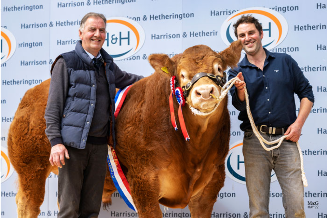 First-time vendor sells bull for ‘world record’ price at Carlisle