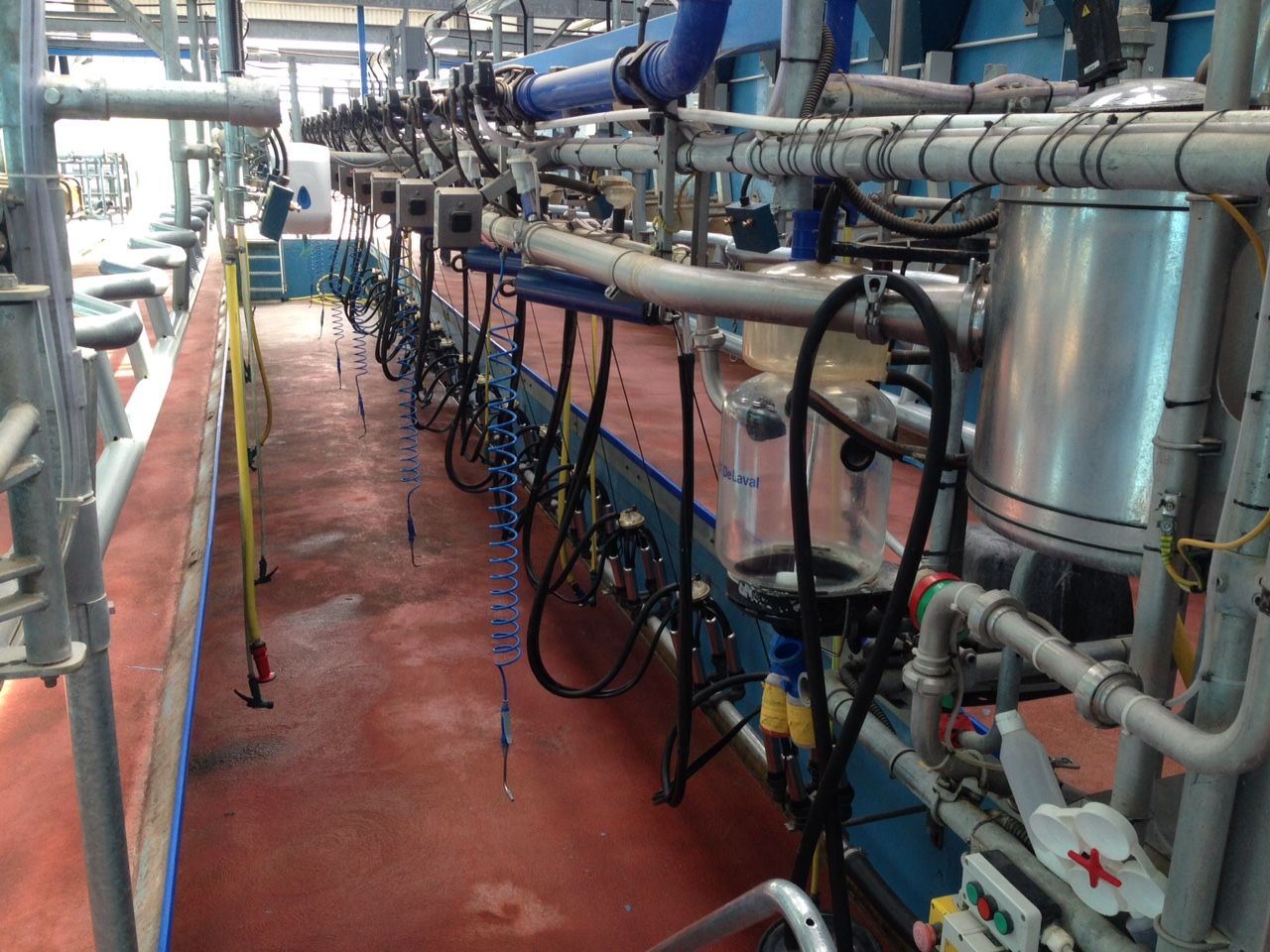 US dairy farmers thank their lucky stars and strong domestic market