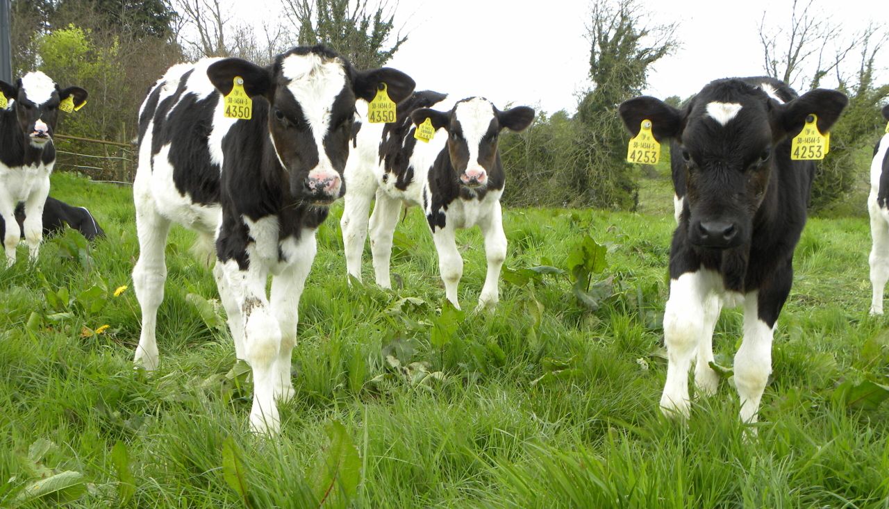 NI calf TB testing changes ‘strike right balance’ between integrity and safety