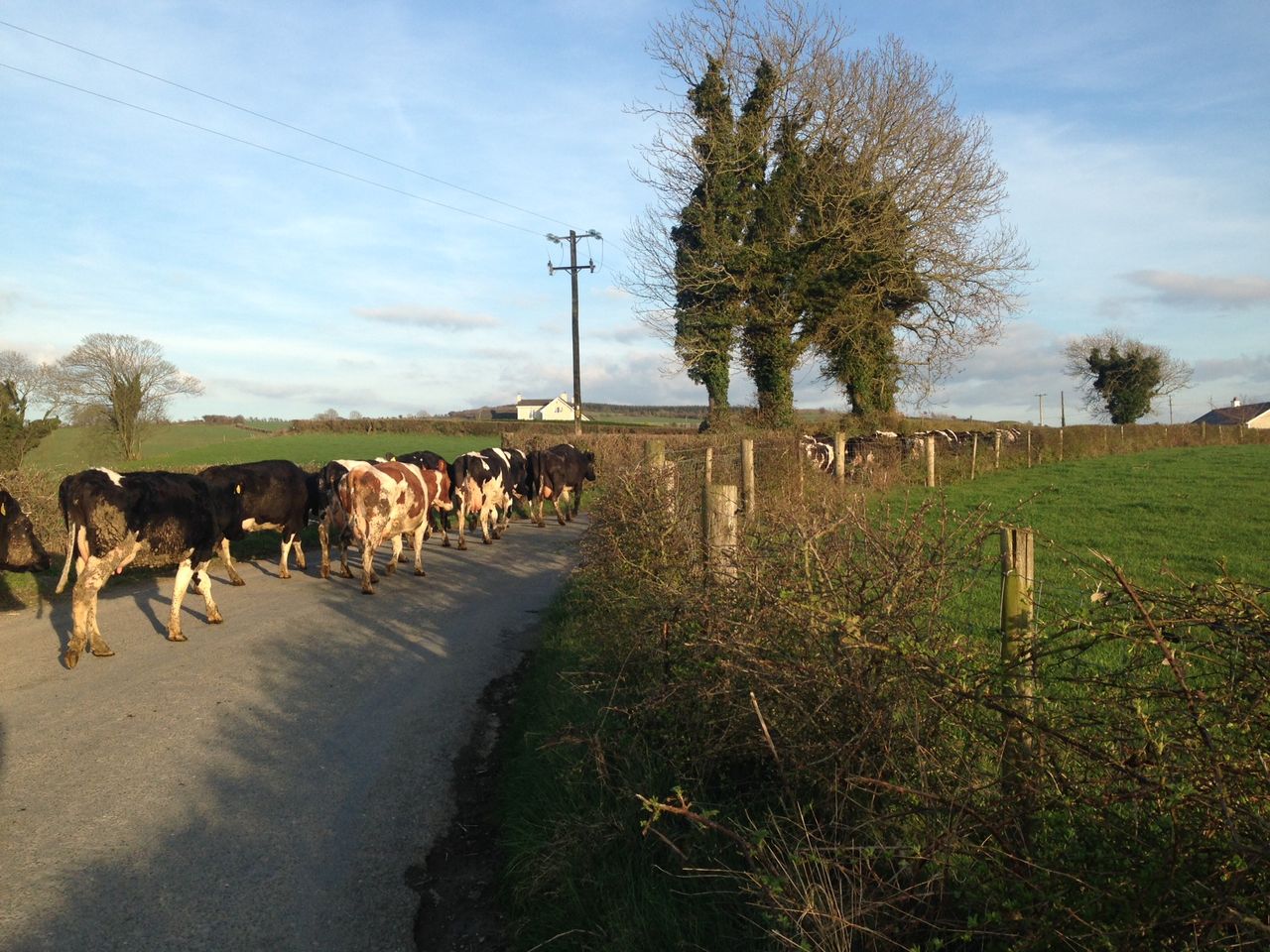 Poll results: 1 in 5 still haven't got their cows out