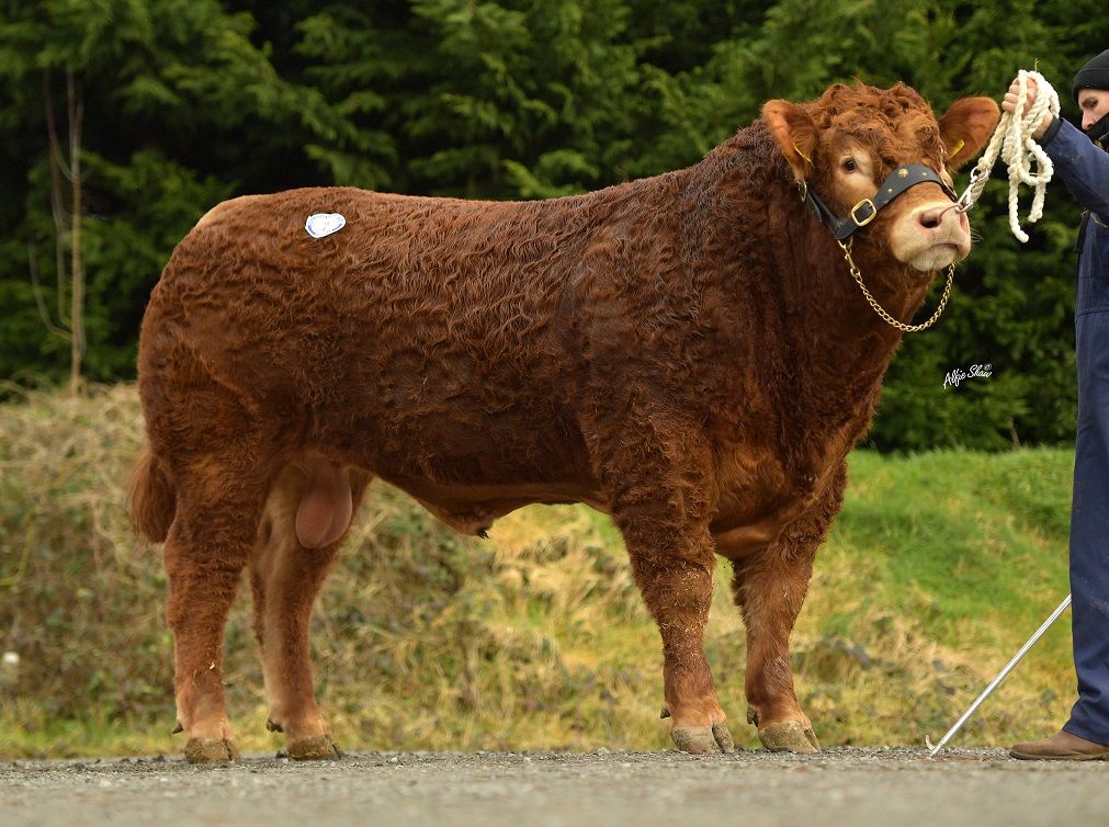 Limousins topped at 6,800gns in Dungannon