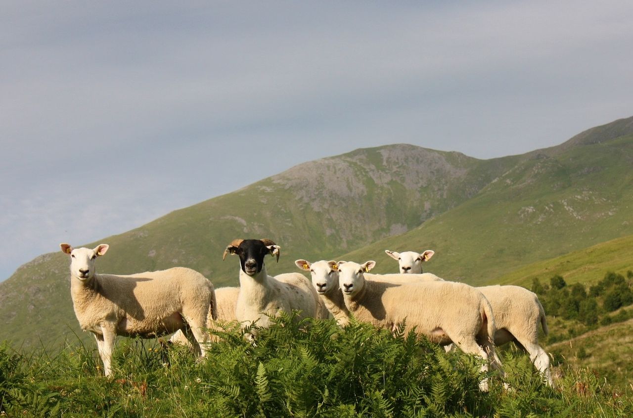 European sheep project asks farmers for their biggest bugbear