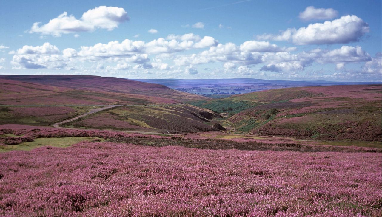 Land managers asked to stop muirburn during Covid-19 pandemic